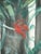 Modern Roger Crusat, Bouquet of Red Anemones, Gouache For Sale - Image 3 of 5