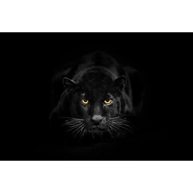 Black Leopard Is Looking to Camera by Ibrahim Suha Derbent, Photographic Paper, in Flawless conditions. Designed from 2000...