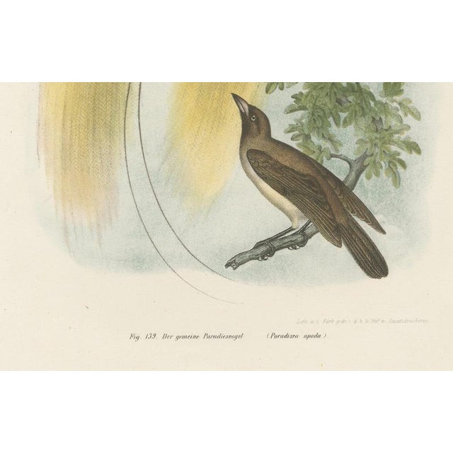 Brown Greater Bird of Paradise Hand-Colored Lithograph, 1832 For Sale - Image 8 of 11