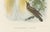 Brown Greater Bird of Paradise Hand-Colored Lithograph, 1832 For Sale - Image 8 of 11