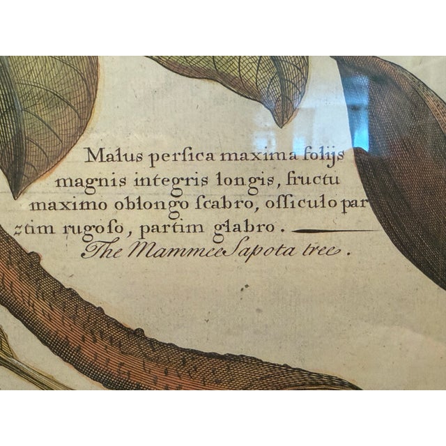 Traditional Ethan Allen Framed Mamey Sopote Tree Print For Sale - Image 3 of 10