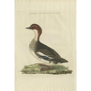 Sepp, Houttuyn & Nozeman, Female Merganser Minus Mergus, 1770s, Hand-Coloured Print For Sale