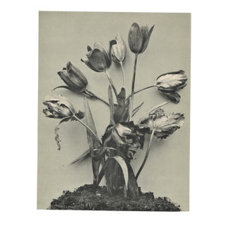 1902 French Art Photography Botanical Tulip For Sale