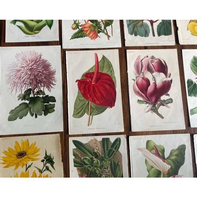 Set of 20 Color Botanical Prints From the 19th Century. For Sale In West Palm - Image 6 of 9
