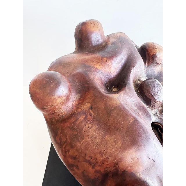 Biomorphic Mid-Century Abstract Burlwood Sculpture on a Base For Sale In Miami - Image 6 of 10