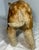 Brown Large Vintage Handmade German Steiff Mohair Dalle Boar Pig Stuffed Animal 23 In. For Sale - Image 8 of 16