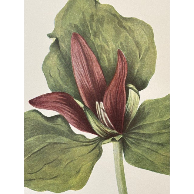 Lovely 19th C. Botanical Color Print on Paper With Genus Biography - Giant Trillium - Set of 2 For Sale - Image 6 of 7