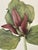 Lovely 19th C. Botanical Color Print on Paper With Genus Biography - Giant Trillium - Set of 2 For Sale - Image 6 of 7