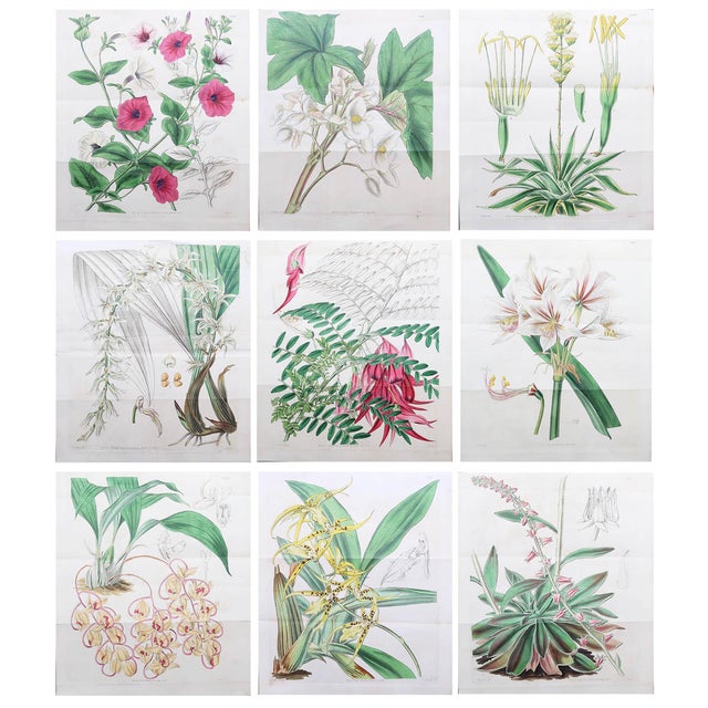 Botanical Prints, 1837, Paper, Set of 9 For Sale - Image 11 of 11