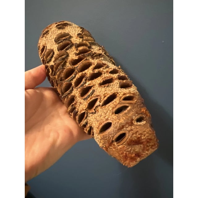 Vintage Organic Banksia Seed Vases- Set of 3 For Sale - Image 12 of 12