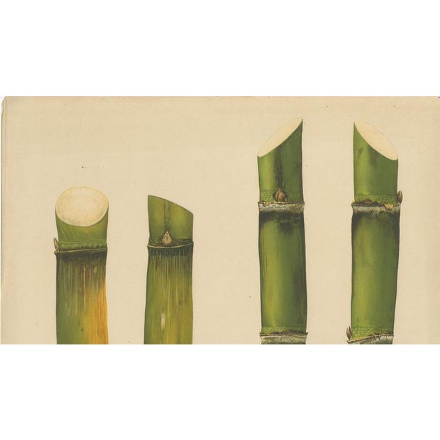 Late 19th Century Sugarcane, 1892, Paper For Sale - Image 5 of 10