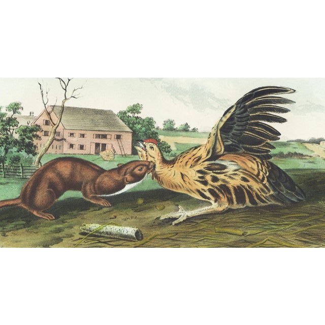 Original first edition Audubon stone lithograph from "The Viviparous Quadrupeds of North America", octavo edition, printed...