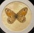 An elegant framed butterfly artwork by Natural Curiosities, featuring a beautifully detailed golden-brown butterfly with...
