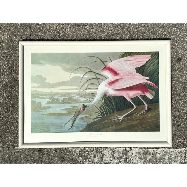 Rustic Vintage Audubon Print of Pink Spoonbill For Sale - Image 3 of 12