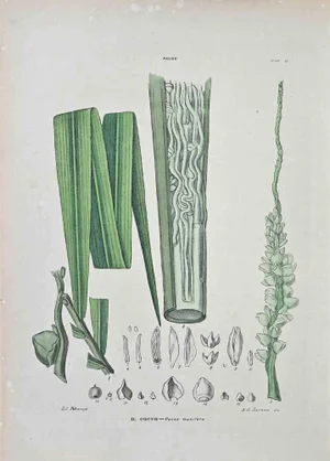 Vincenzo Tenore, The Coconut, Lithograph, 1870s