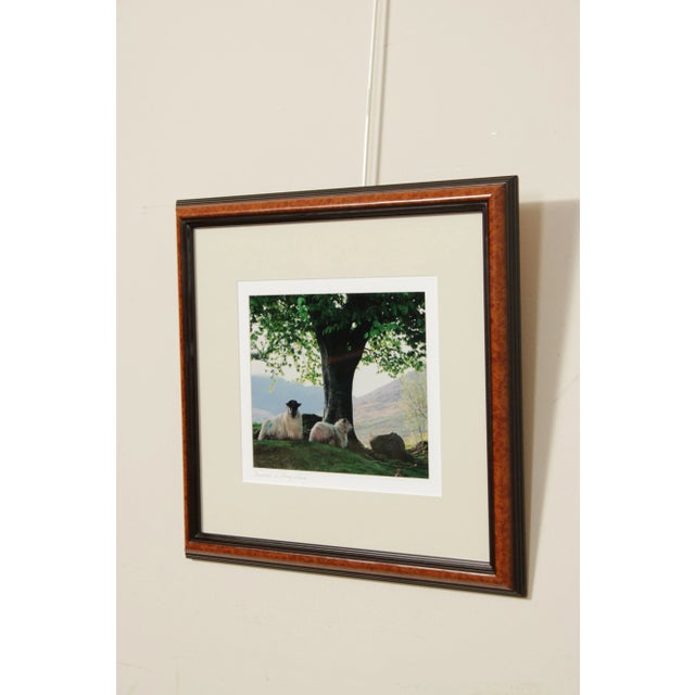 Traditional 1990s "Sheepscape" Ireland Landscape Photography Print by John & Debra Scanlan For Sale - Image 3 of 13