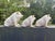 Adorable Trio Of Vintage Belleek Porcelain Pigs Made In Ireland. This amazing find at an Estate Sale, nearly had me...