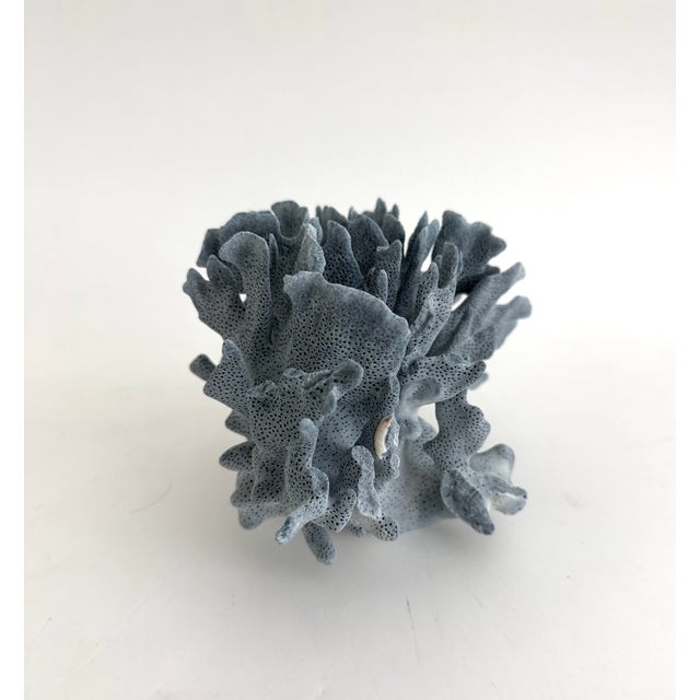 Natural Blue Coral Specimen For Sale - Image 4 of 6