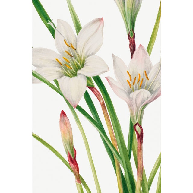 Not Yet Made - Made To Order Atamasco Lily, Vintage Botanical Art Print Reproduction by Mary Vaux Walcott, 40" X 60" For Sale - Image 5 of 9