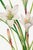 Not Yet Made - Made To Order Atamasco Lily, Vintage Botanical Art Print Reproduction by Mary Vaux Walcott, 40" X 60" For Sale - Image 5 of 9