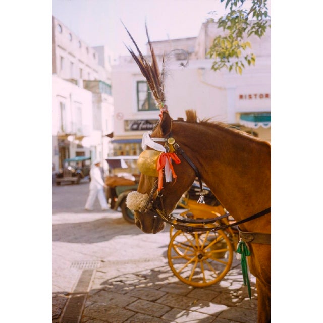 Reigns and Feathers by Toni Frissell A decorated horse and its cart await their travels in a Capri market, 1959. (Toni...