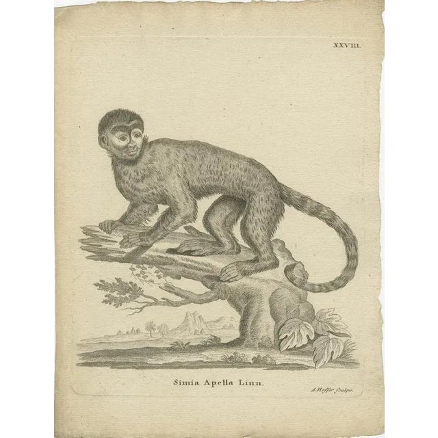 Paper A. Hoffer, Capuchin Monkey, 1800, Paper For Sale - Image 7 of 9