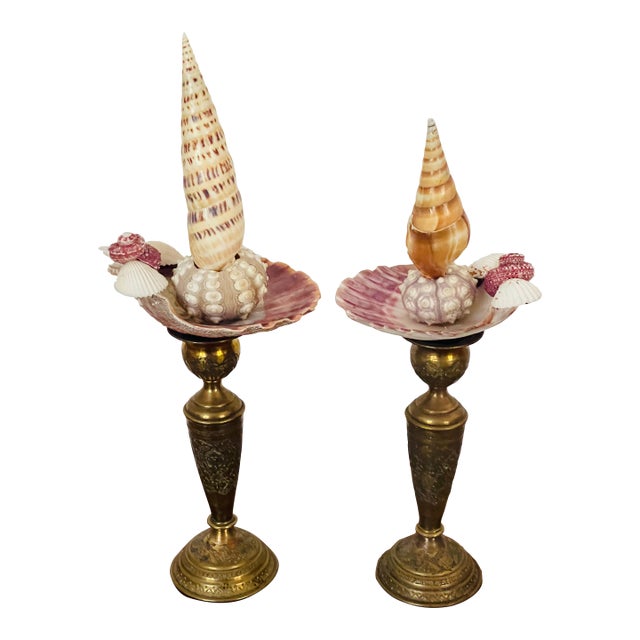 Antique Sea Shells Assemblage Art For Sale