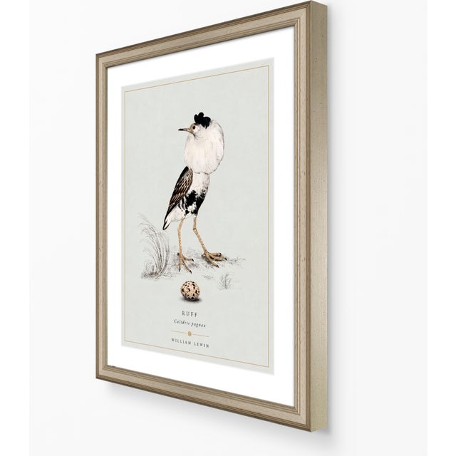 William Lewin 1789 Waterbirds Fine Art Gallery Board Print - The Ruff For Sale - Image 4 of 11