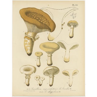 Barla, Mycology Illustrations of Various Fungi, 1890, Prints, Set of 12 For Sale