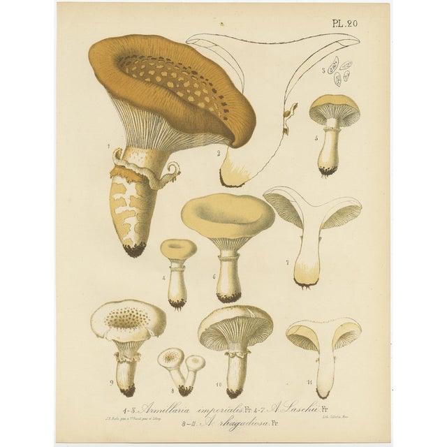 Barla, Mycology Illustrations of Various Fungi, 1890, Prints, Set of 12 For Sale