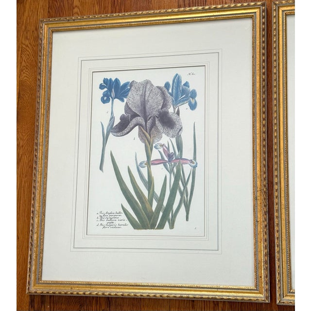A pair of framed botanical iris prints in soft purple and blue. They are matted and set in gold wood frames. Hang them...