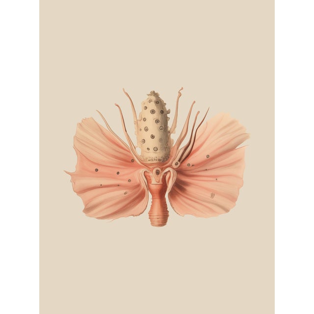 Set of 12 – Sea Forms | Sea Shells Natural History Fine Art Prints | Unframed For Sale - Image 13 of 14