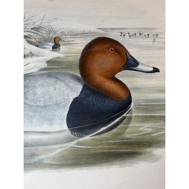 Ecru 1860s Hand-Colored Duck Lithograph From John Gould’s “Birds of Great Britain” For Sale - Image 8 of 9