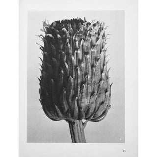 1935 Karl Blossfeldt Photogravure N73-74 For Sale