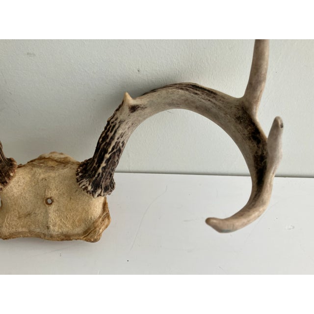 These are white-tailed deer antlers (Odocoileus virginianus) mounted on a partial skull plate — a common natural mount...