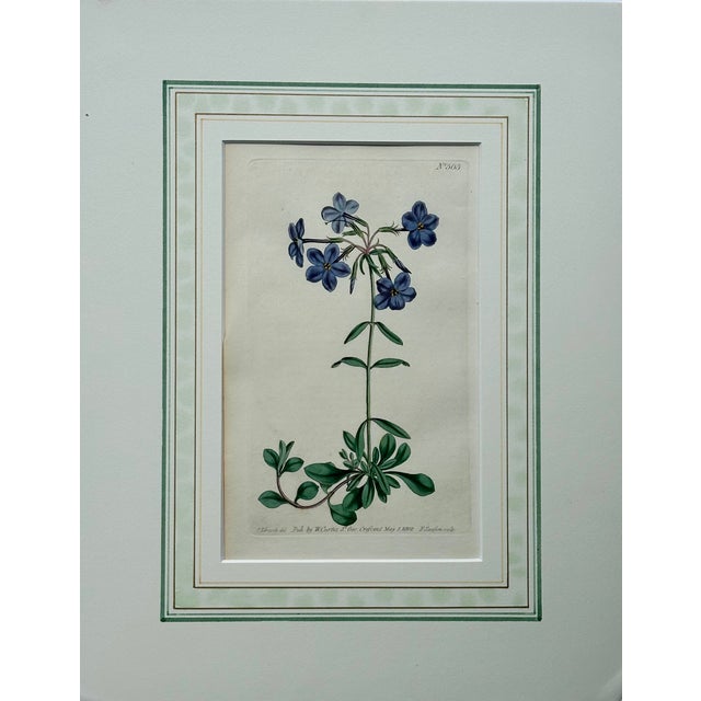 Set of 3: Privet-Leaved Cassia, Oval-Leaved Viburnum and Creeping Violet Phlox. Original copper engravings by William...