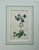 Set of 3: Privet-Leaved Cassia, Oval-Leaved Viburnum and Creeping Violet Phlox. Original copper engravings by William...