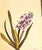 This is a set of 3 French Mid-Century botanical prints that were illustrated by Arlette Davids. Davids was a French...