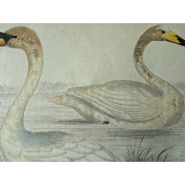 Framed Antique Colored Print From Oliver Goldsmith's "A History of the Earth and Animated Nature" For Sale In Austin - Image 6 of 11