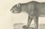 C.C. G. Zool., The Puma and Cheetah in Graceful Stances, 1836, Lithograph For Sale - Image 6 of 10