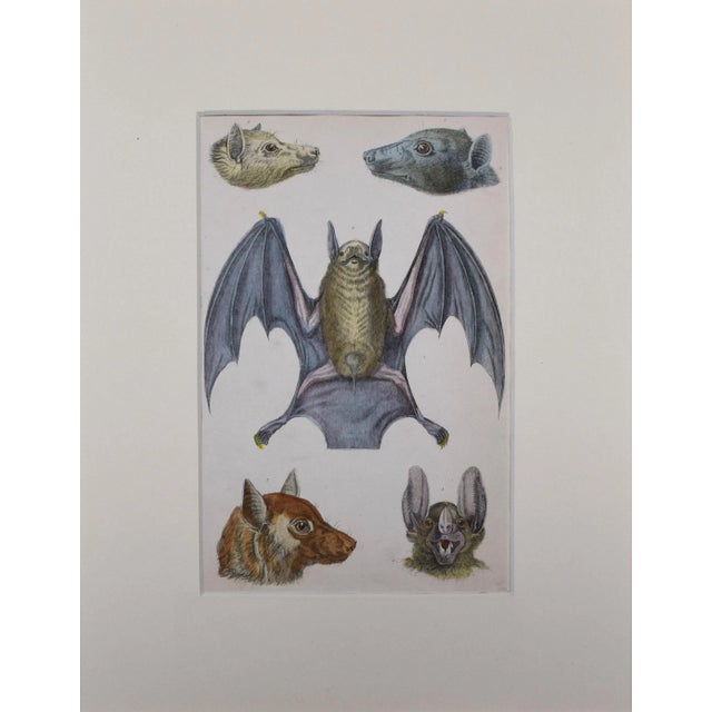 19th Century, hand colored bat engraving published by A. Fullarton & Co., London for "A History of the Earth and Animated...