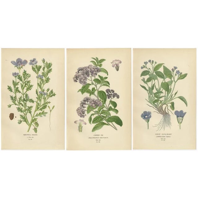 Paper Baby Blue Eyes, Cherry Pie and Blue Eyed Mary, 1897, Paper, Set of 3 For Sale - Image 7 of 7