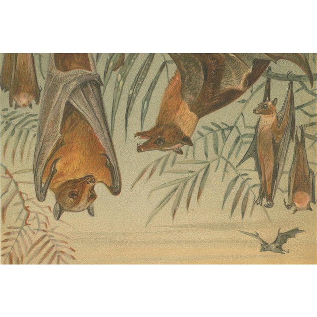 After Wilhelm Kuhnert, Fruit Bats Nocturnal Mammals, 1894, Paper For Sale - Image 6 of 9