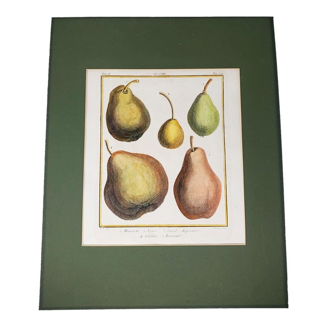 Vintage Hand Painted Botanical Lithograph Print Pears - Breant Sculp - L. B. Del - Matted For Sale