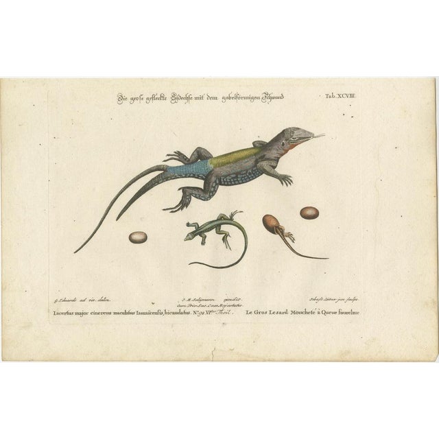 After George Edwards, Jamaican Large Spotted Fork-Tailed Lizard, 1773, Print For Sale - Image 6 of 10