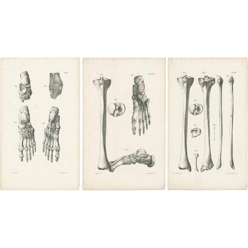 Jules Cloquet, French Anatomical Foot and Lower Limb, 1821, Lithograph, Set of 3 For Sale - Image 9 of 9