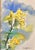 Contemporary Framed Original Watercolor Painting “Yellow Snapdragons” Ink and Wash For Sale - Image 3 of 7