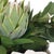Green Protea Blooms White Bowl Centerpiece For Sale - Image 8 of 9