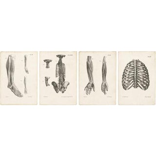 Jules Cloquet, French Anatomical Lithographs, 1821, Lithograph, Set of 4 For Sale