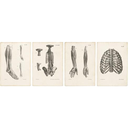 Jules Cloquet, French Anatomical Lithographs, 1821, Lithograph, Set of 4 For Sale